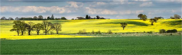 Rape Fields - Essex