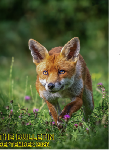 EAF Bulletin - September 2026 Edition